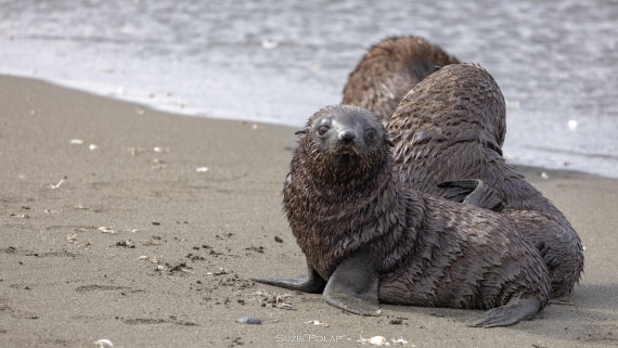 PLA27-25, Day 7, 766A9166 © Susanne Polap - Oceanwide Expeditions.jpg