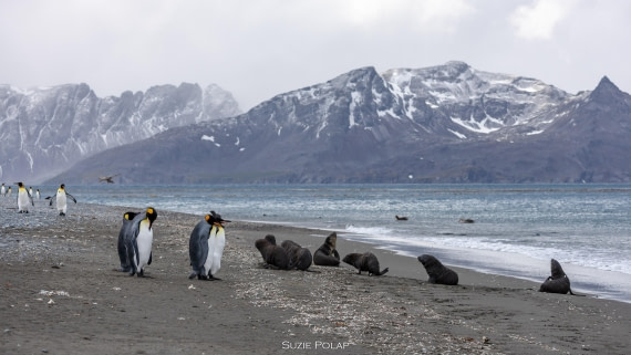 PLA27-25, Day 7, 766A9176 © Susanne Polap - Oceanwide Expeditions.jpg