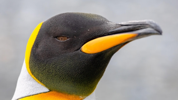 PLA27-25, Day 7, 766A9206 © Susanne Polap - Oceanwide Expeditions.jpg