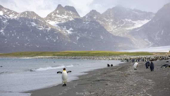 PLA27-25, Day 7, 766A9245 © Susanne Polap - Oceanwide Expeditions.jpg