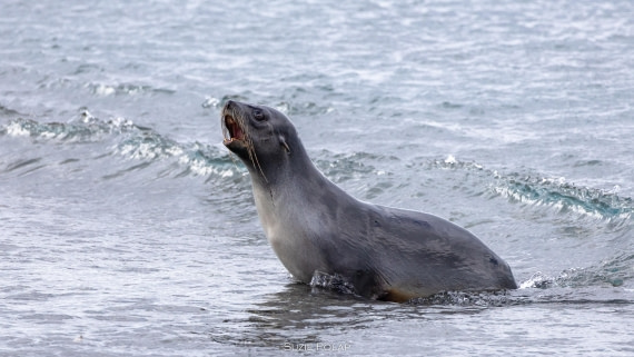 PLA27-25, Day 7, 766A9256 © Susanne Polap - Oceanwide Expeditions.jpg