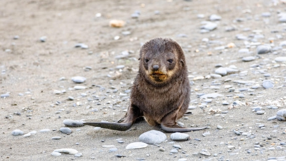 PLA27-25, Day 7, 766A9286 © Susanne Polap - Oceanwide Expeditions.jpg