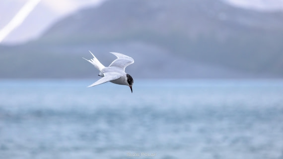 PLA27-25, Day 7, 766A9297 © Susanne Polap - Oceanwide Expeditions.jpg