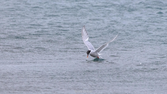 PLA27-25, Day 7, 766A9298 © Susanne Polap - Oceanwide Expeditions.jpg