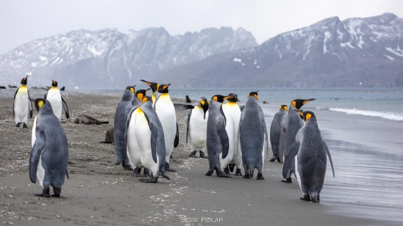 PLA27-25, Day 7, 766A9304 © Susanne Polap - Oceanwide Expeditions.jpg