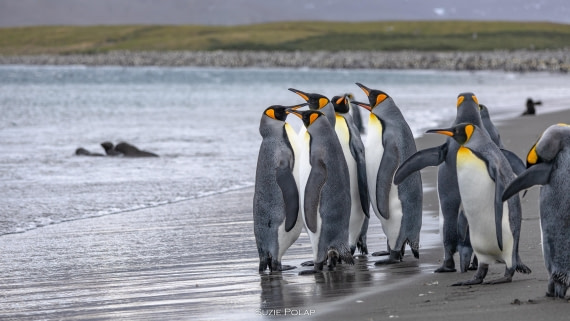 PLA27-25, Day 7, 766A9314 © Susanne Polap - Oceanwide Expeditions.jpg