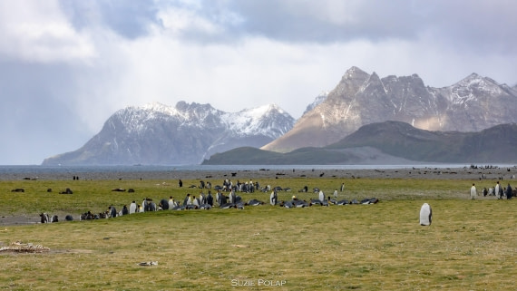 PLA27-25, Day 7, 766A9358 © Susanne Polap - Oceanwide Expeditions.jpg