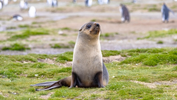 PLA27-25, Day 7, 766A9379 © Susanne Polap - Oceanwide Expeditions.jpg