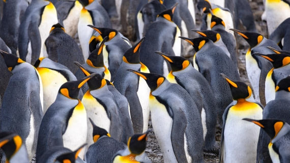 PLA27-25, Day 7, 766A9426 © Susanne Polap - Oceanwide Expeditions.jpg