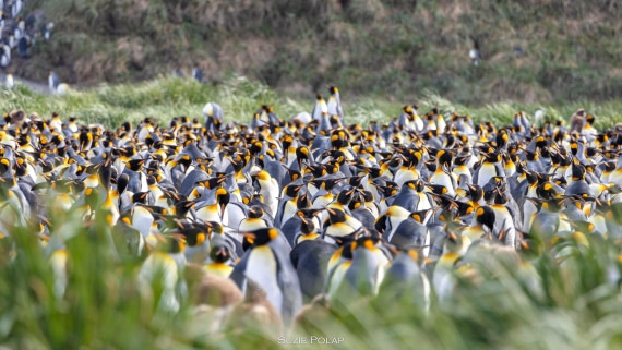 PLA27-25, Day 7, 766A9439 © Susanne Polap - Oceanwide Expeditions.jpg