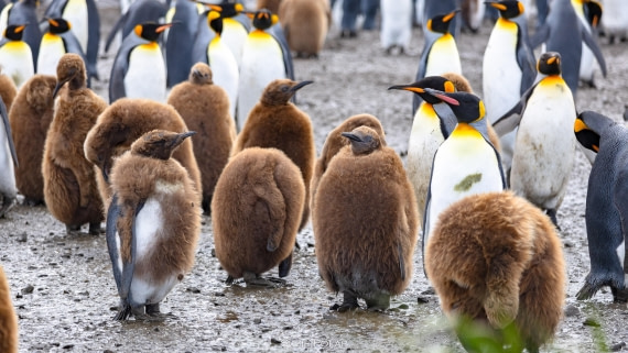 PLA27-25, Day 7, 766A9465 © Susanne Polap - Oceanwide Expeditions.jpg