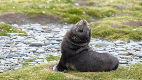 PLA27-25, Day 7, 766A9524 © Susanne Polap - Oceanwide Expeditions.jpg