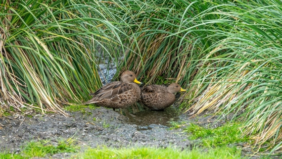 PLA27-25, Day 7, DSC01087 © Tiphanie May - Oceanwide Expeditions.jpg