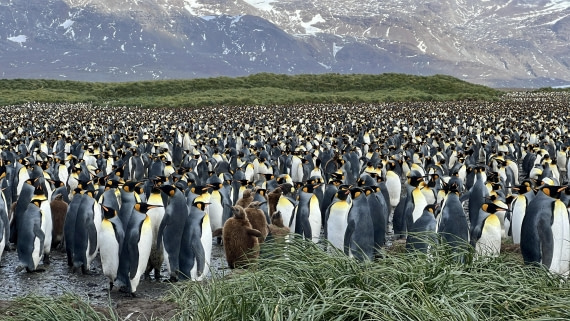 PLA27-25, Day 7, IMG_0725 © Unknown photographer - Oceanwide Expeditions.jpg