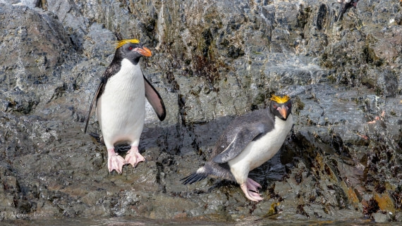 PLA27-25, Day 8, 088A5968 © Martin Anstee - Oceanwide Expeditions.jpg