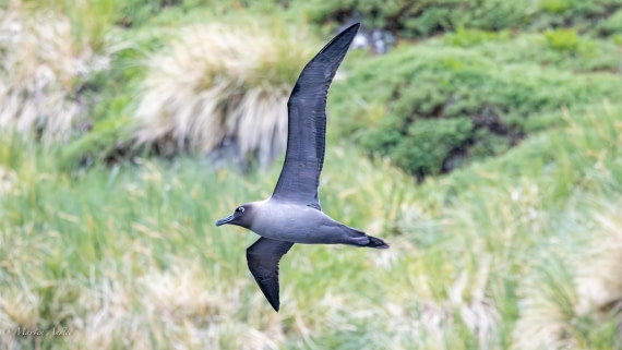 PLA27-25, Day 8, 088A6109 © Martin Anstee - Oceanwide Expeditions.jpg