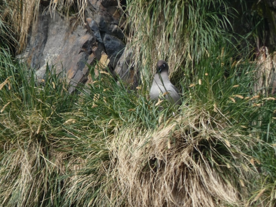 PLA27-25, Day 8, P1170557 © Unknown photographer - Oceanwide Expeditions.JPG