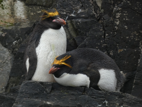 PLA27-25, Day 8, P1170625 © Unknown photographer - Oceanwide Expeditions.JPG