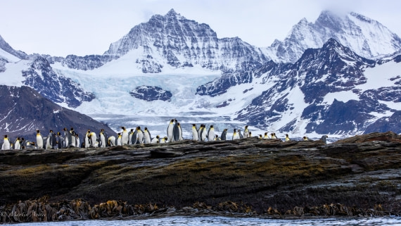 PLA27-25, Day 9, 088A6121 © Martin Anstee - Oceanwide Expeditions.jpg