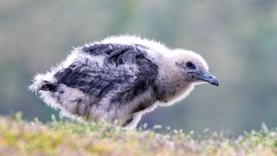 PLA27-25, Day 9, 088A6179 © Martin Anstee - Oceanwide Expeditions.jpg