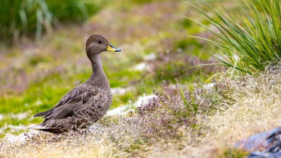 PLA27-25, Day 9, 088A6207 © Martin Anstee - Oceanwide Expeditions.jpg