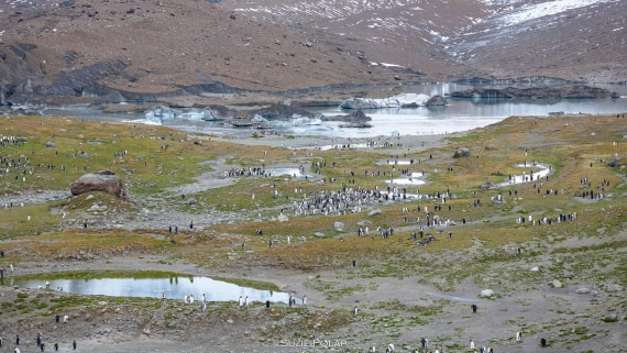 PLA27-25, Day 9, 766A0009 © Susanne Polap - Oceanwide Expeditions.jpg