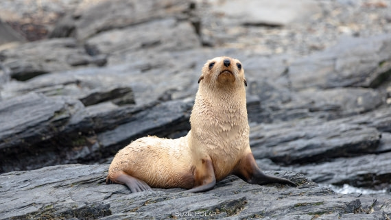 PLA27-25, Day 9, 766A0070 © Susanne Polap - Oceanwide Expeditions.jpg