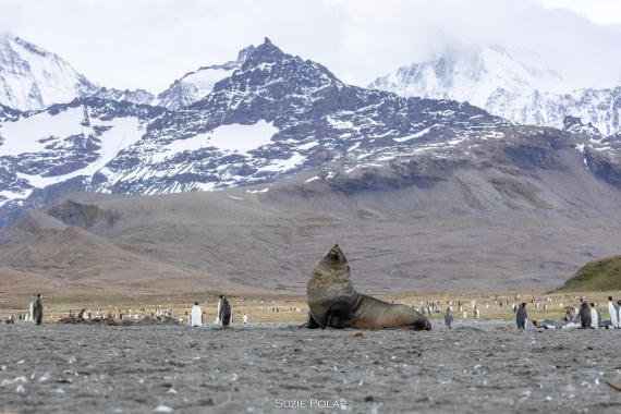 PLA27-25, Day 9, 766A9915 © Susanne Polap - Oceanwide Expeditions.jpg