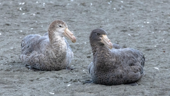 PLA27-25, Day 9, 766A9925 © Susanne Polap - Oceanwide Expeditions.jpg