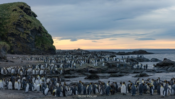 PLA27-25, Day 9, 766A9932 © Susanne Polap - Oceanwide Expeditions.jpg