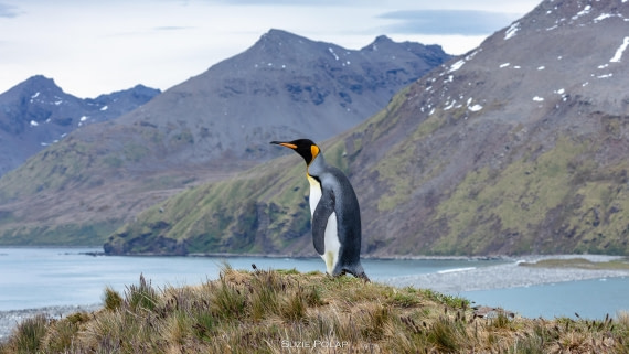 PLA27-25, Day 9, 766A9993 © Susanne Polap - Oceanwide Expeditions.jpg