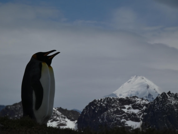 PLA27-25, Day 9, P1170661 © Unknown photographer - Oceanwide Expeditions.JPG