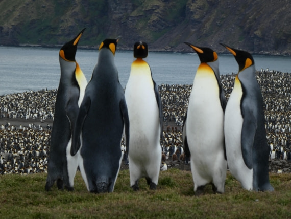 PLA27-25, Day 9, P1170688 © Unknown photographer - Oceanwide Expeditions.JPG