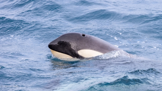 PLA27-25, Day 10, 088A6462 © Martin Anstee - Oceanwide Expeditions.jpg