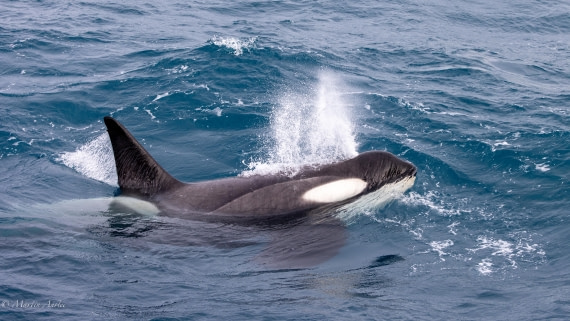 PLA27-25, Day 10, 088A6510 © Martin Anstee - Oceanwide Expeditions.jpg