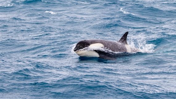 PLA27-25, Day 10, 088A6558 © Martin Anstee - Oceanwide Expeditions.jpg