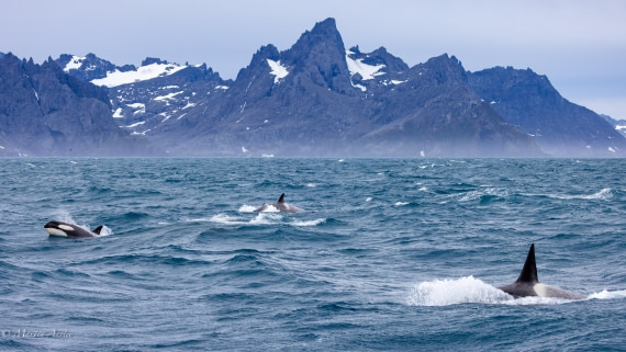 PLA27-25, Day 10, 088A6573 © Martin Anstee - Oceanwide Expeditions.jpg