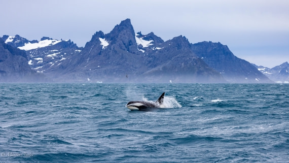 PLA27-25, Day 10, 088A6586 © Martin Anstee - Oceanwide Expeditions.jpg