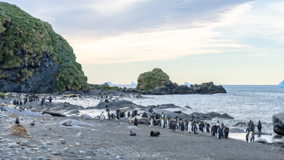 PLA27-25, Day 10, 766A0185 © Susanne Polap - Oceanwide Expeditions.jpg