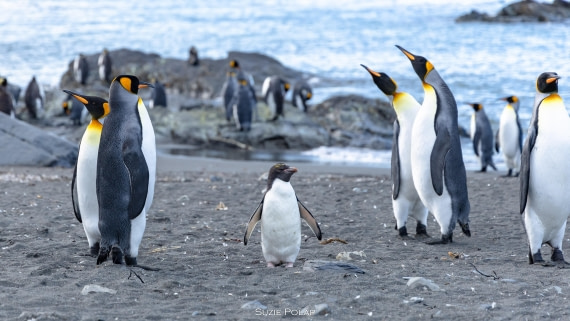 PLA27-25, Day 10, 766A0189 © Susanne Polap - Oceanwide Expeditions.jpg