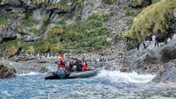 PLA27-25, Day 10, 766A0268 © Susanne Polap - Oceanwide Expeditions.jpg