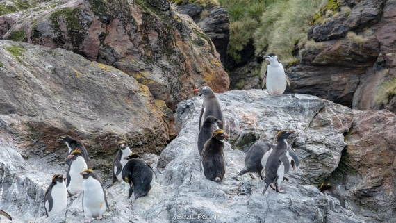 PLA27-25, Day 10, 766A0294 © Susanne Polap - Oceanwide Expeditions.jpg