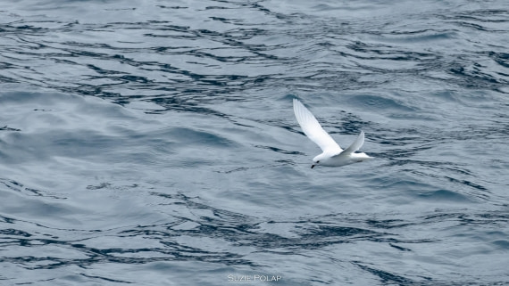 PLA27-25, Day 10, 766A0476 © Susanne Polap - Oceanwide Expeditions.jpg