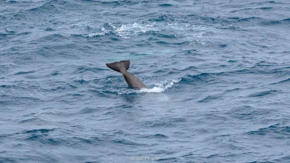 PLA27-25, Day 10, 766A0535 © Susanne Polap - Oceanwide Expeditions.jpg