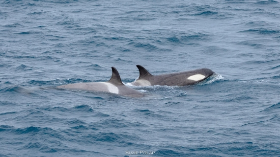 PLA27-25, Day 10, 766A0547 © Susanne Polap - Oceanwide Expeditions.jpg