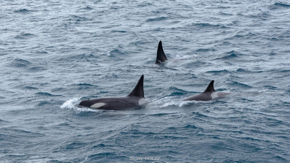 PLA27-25, Day 10, 766A0554 © Susanne Polap - Oceanwide Expeditions.jpg