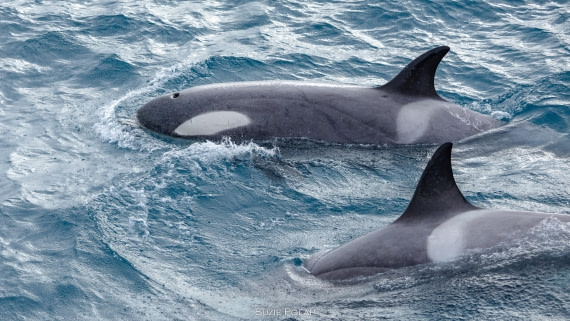 PLA27-25, Day 10, 766A0557 © Susanne Polap - Oceanwide Expeditions.jpg