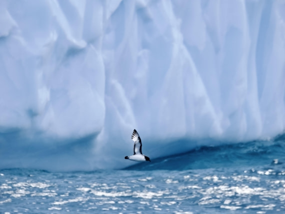 PLA27-25, Day 10, day10 © Unknown photographer - Oceanwide Expeditions.JPEG
