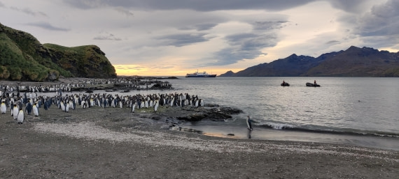 PLA27-25, Day 10, Golden Harbour © Unknown photographer - Oceanwide Expeditions.jpg