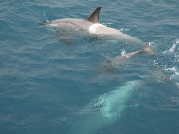 PLA27-25, Day 10, P1170818 © Unknown photographer - Oceanwide Expeditions.JPG